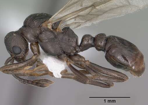 Imagem de Myrmica wheeleri Weber 1939