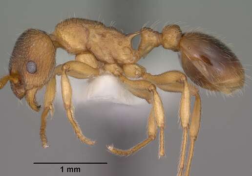 Imagem de Myrmica wheeleri Weber 1939