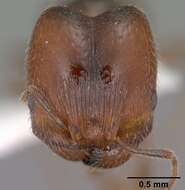 Pheidole pilifera (Roger 1863)的圖片