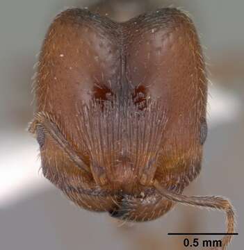 Pheidole pilifera (Roger 1863)的圖片