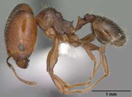 Pheidole pilifera (Roger 1863)的圖片