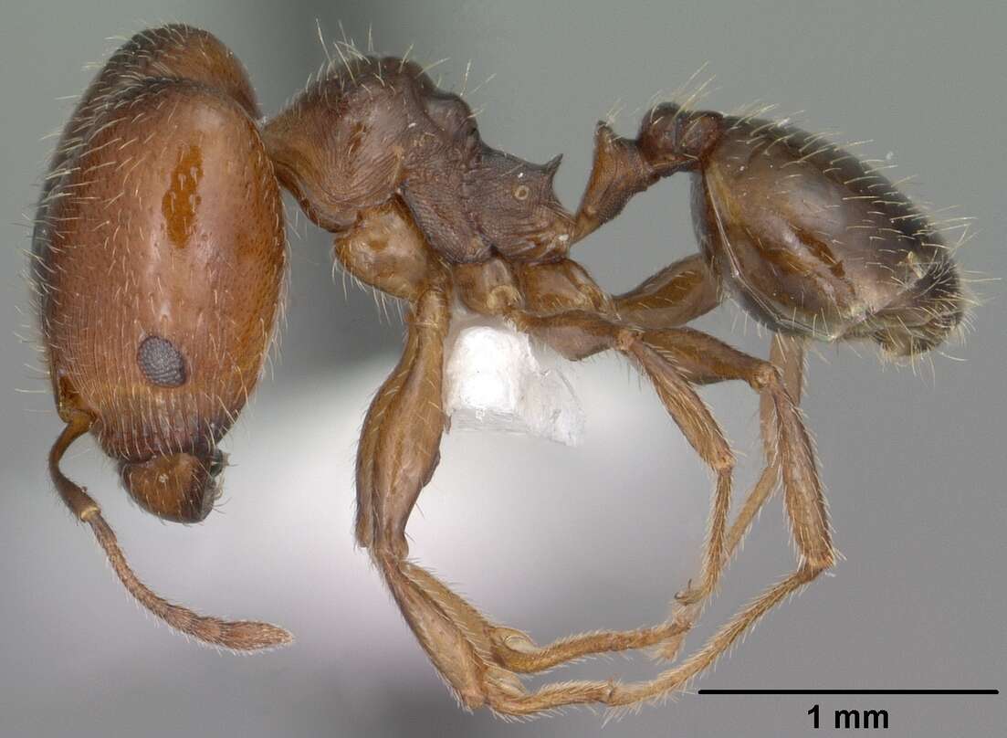 Pheidole pilifera (Roger 1863)的圖片