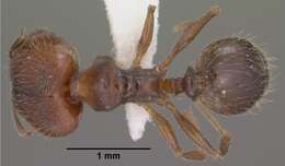 Pheidole pilifera (Roger 1863)的圖片