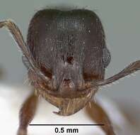 Pheidole pilifera (Roger 1863)的圖片