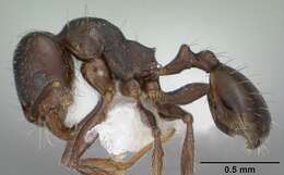 Pheidole pilifera (Roger 1863)的圖片