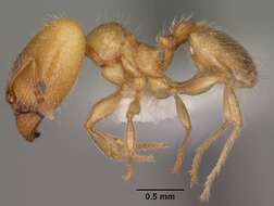 Pheidole bicarinata Mayr 1870 resmi