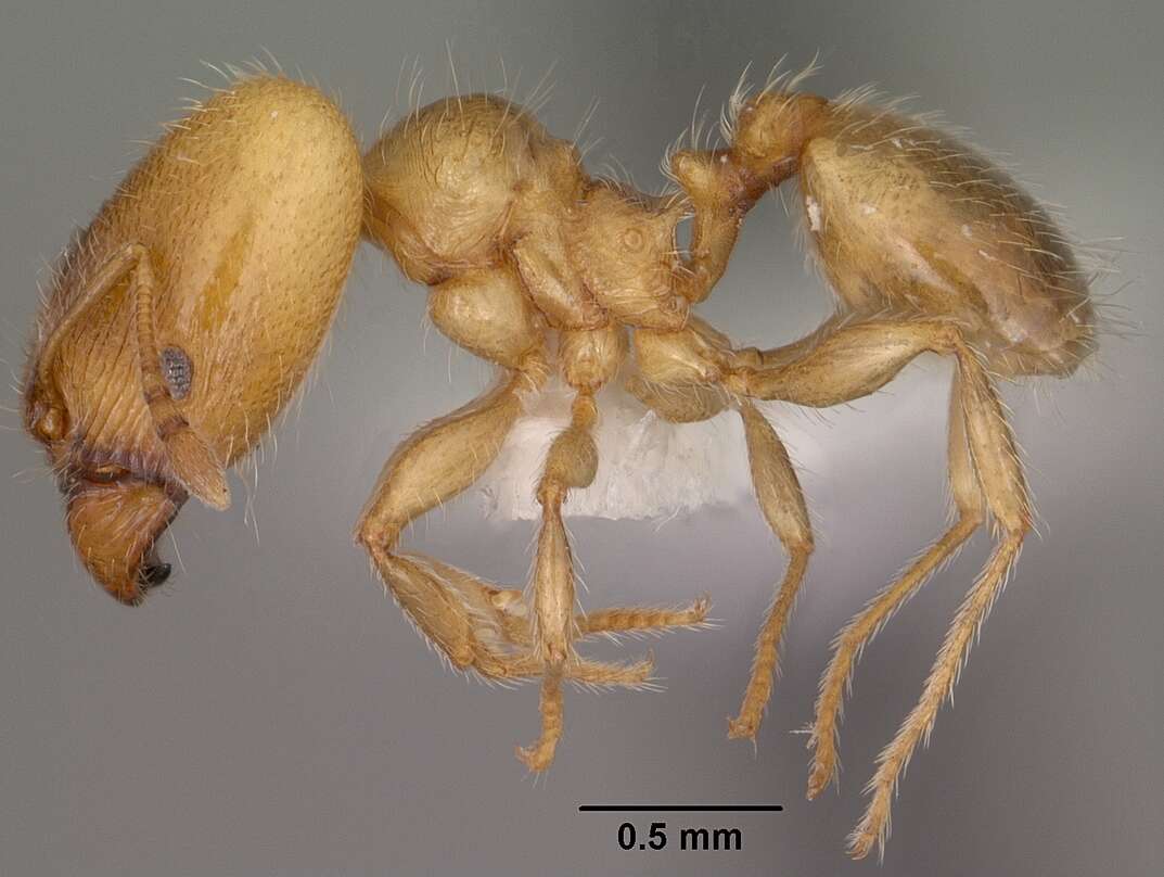 Pheidole bicarinata Mayr 1870 resmi