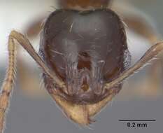 Pheidole bicarinata Mayr 1870 resmi