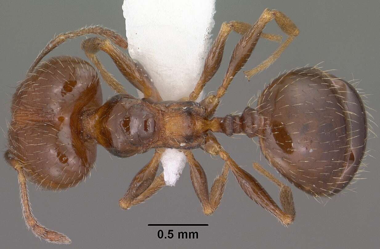 Image of Pheidole ceres Wheeler 1904