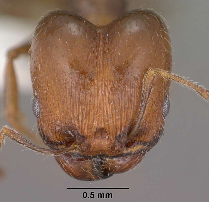 Image of Pheidole ceres Wheeler 1904