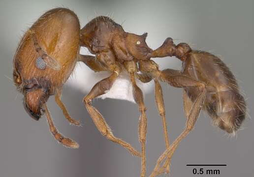 Image of Pheidole ceres Wheeler 1904