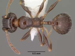 Image of Pheidole ceres Wheeler 1904