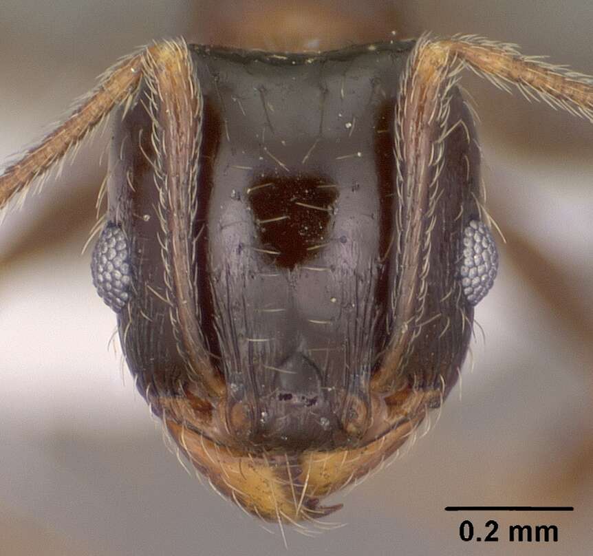 Image of Pheidole ceres Wheeler 1904