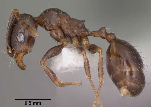 Image of Pheidole ceres Wheeler 1904