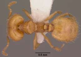 Image of <i>Pheidole furtiva</i>