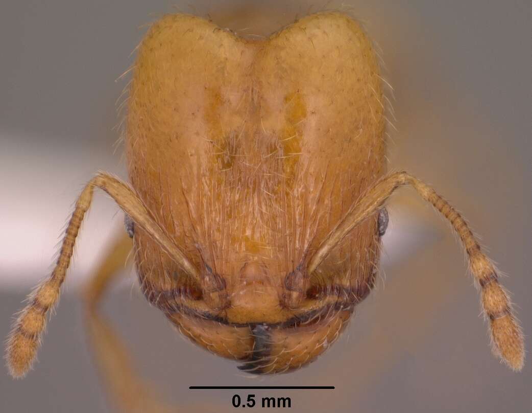 Image of <i>Pheidole furtiva</i>