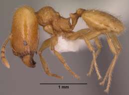 Image of <i>Pheidole furtiva</i>