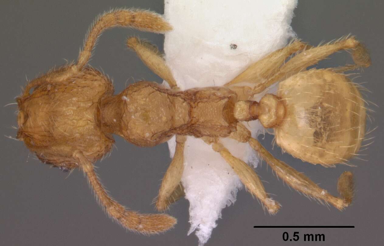 Image of <i>Pheidole furtiva</i>