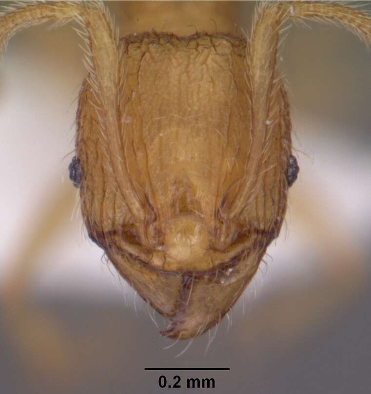 Image of <i>Pheidole furtiva</i>