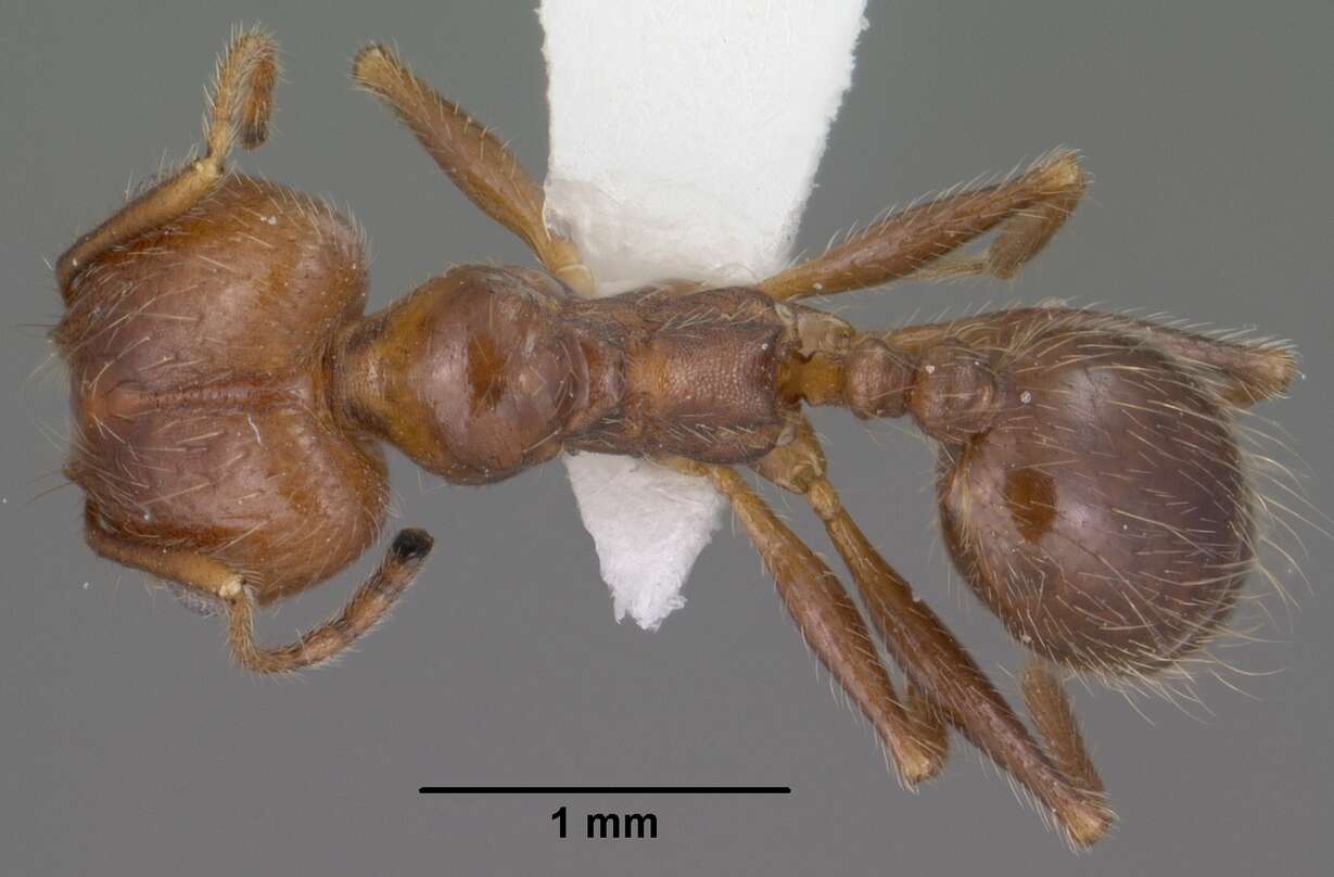 Image of Pheidole