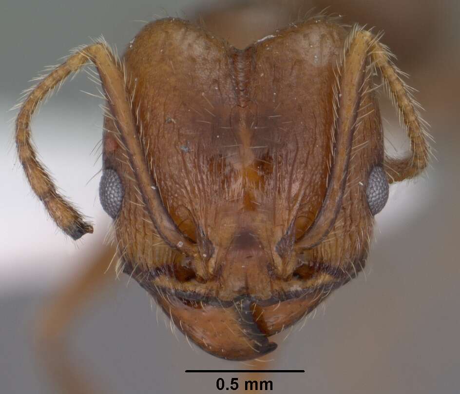 Image of Pheidole