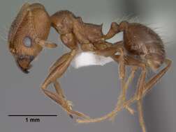 Image of Pheidole