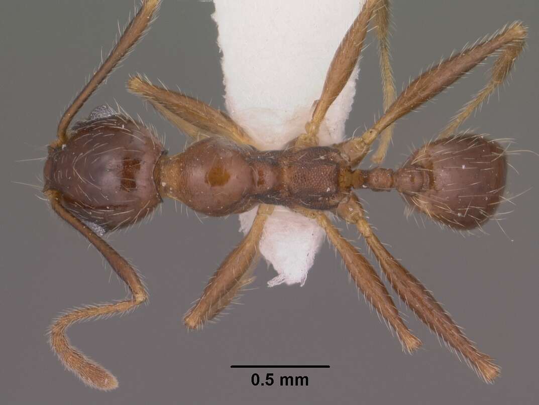 Image of Pheidole