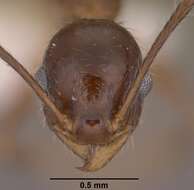 Image of Pheidole