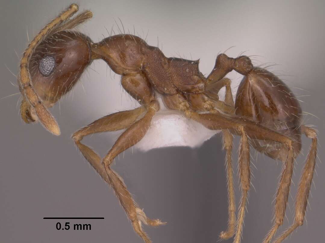 Image of Pheidole