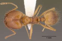 Imagem de Pheidole desertorum Wheeler 1906