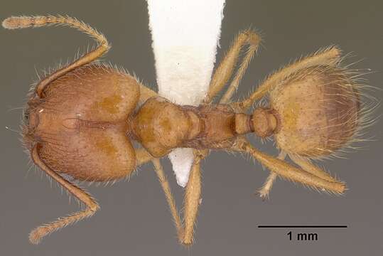 Image de Pheidole desertorum Wheeler 1906