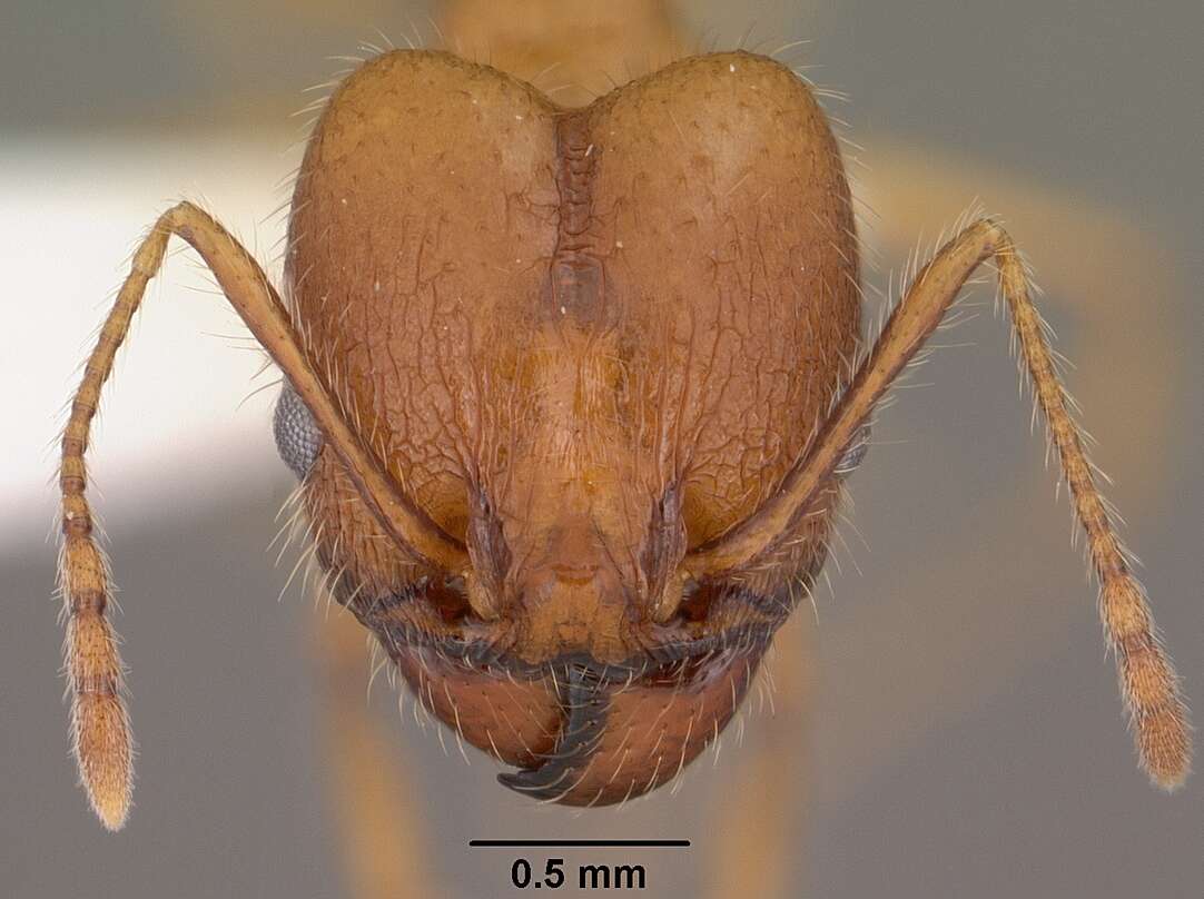 Image de Pheidole desertorum Wheeler 1906