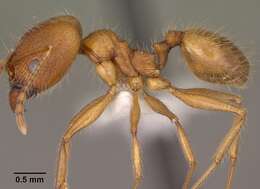 Imagem de Pheidole desertorum Wheeler 1906