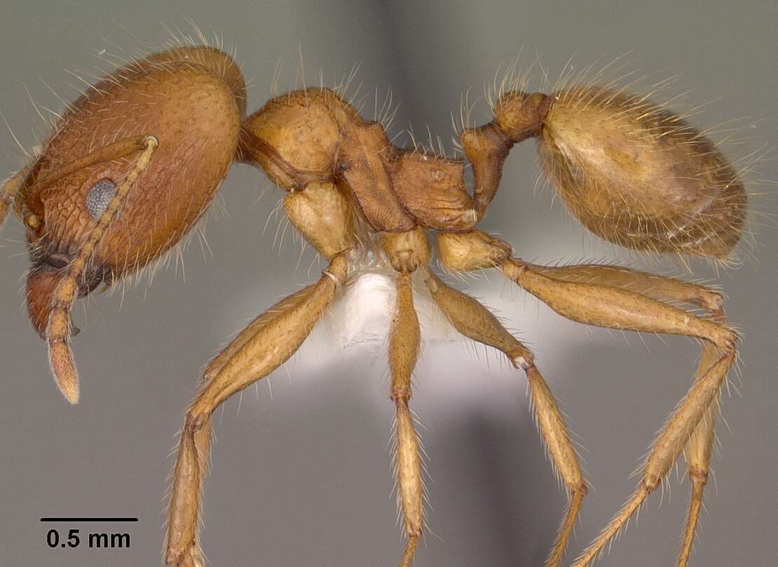 Image de Pheidole desertorum Wheeler 1906