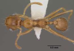 Imagem de Pheidole desertorum Wheeler 1906