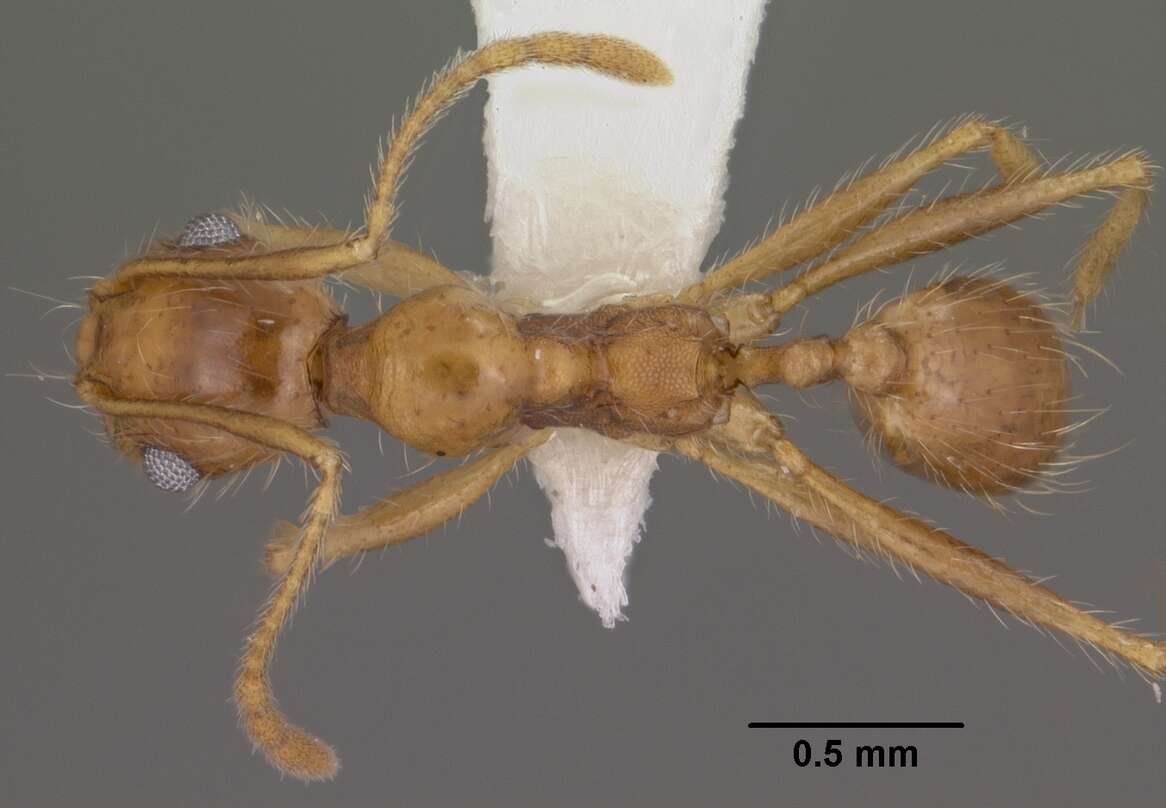 Image de Pheidole desertorum Wheeler 1906