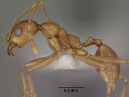 Imagem de Pheidole desertorum Wheeler 1906