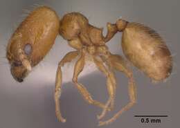 Image of Pheidole micula Wheeler 1915