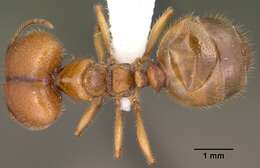 Pheidole militicida Wheeler 1915 resmi