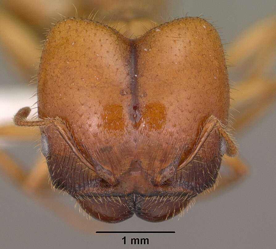 Image of Pheidole militicida Wheeler 1915