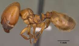 Image of Pheidole militicida Wheeler 1915