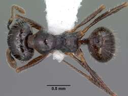 Pheidole militicida Wheeler 1915 resmi