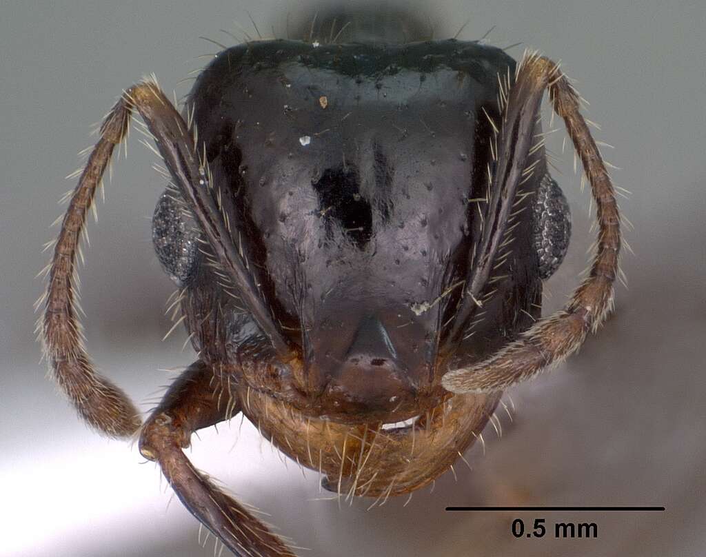 Image of Pheidole militicida Wheeler 1915