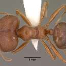 Image of Pheidole obtusospinosa Pergande 1896