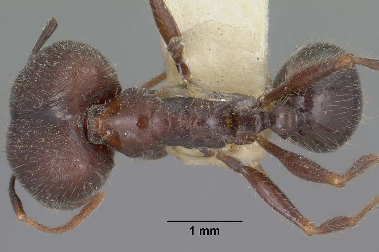 Image of Pheidole rhea Wheeler 1908