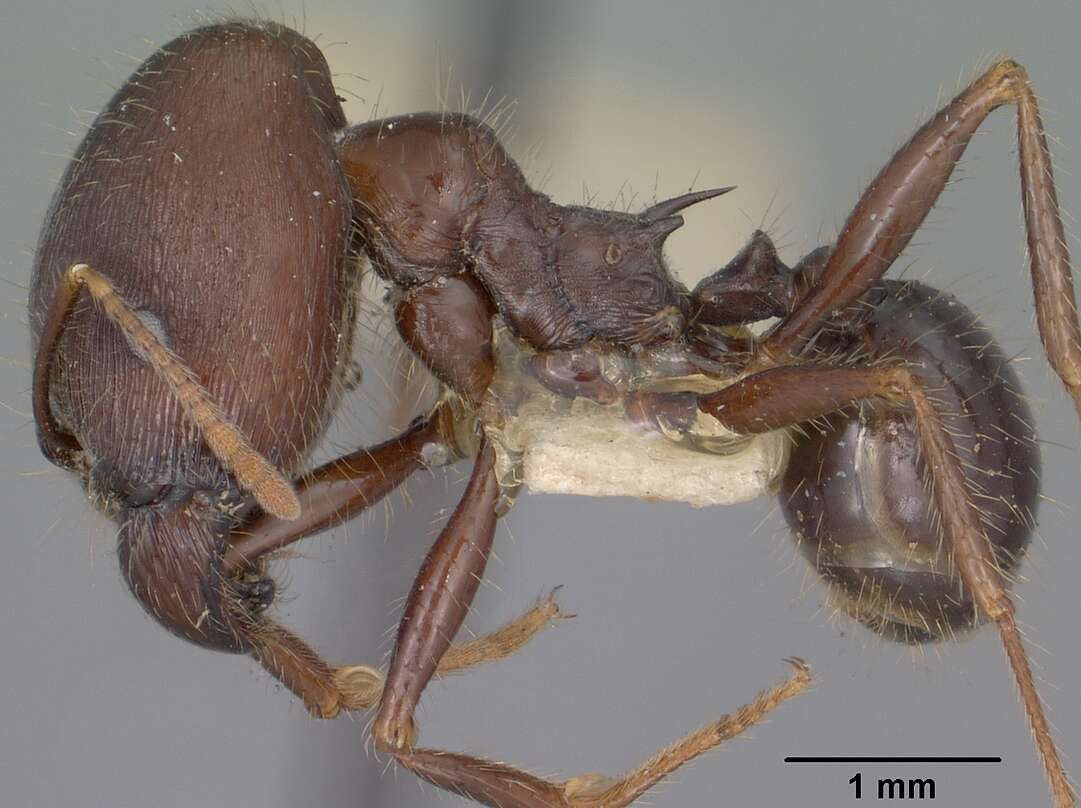 Pheidole rhea Wheeler 1908 resmi