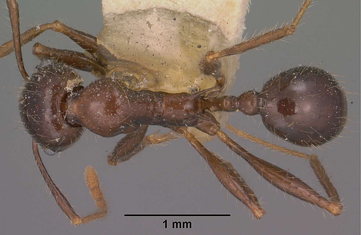 Image of Pheidole rhea Wheeler 1908