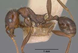 Image of Pheidole rhea Wheeler 1908