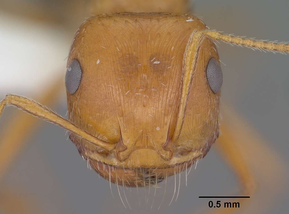 Image of Harvester Ants