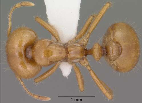 Image of Desert Fire Ant